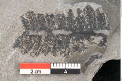 Foto (Detailansicht) von Asterocarpus meriani Br. (NHMW-GEO-2024-0188-10496)